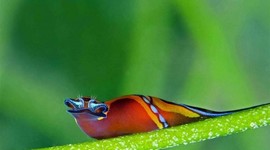 Timeline: Underwater Photography