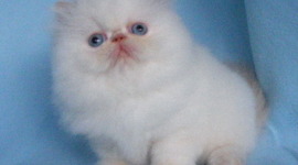 Timeline: Russia's Absolutism Timeline