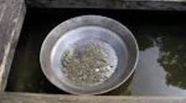 Timeline: The Gold Rush