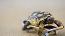 Timeline: Jessica's timetoast 2012