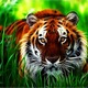 Tiger wallpaper hd 4