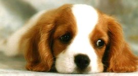 Timeline: Amiiy chan timeline