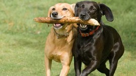 Timeline: Life Events