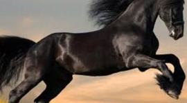 Timeline: The War horse time line