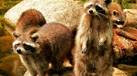 Timeline: Human Genome projectssss