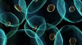 Timeline: Cell Theory Timeline