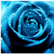 Blue roses pictures (2)