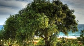 Timeline: Vivero Forestal