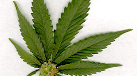 Timeline: Food + Drugs of the Late 1800s and Early 1900s