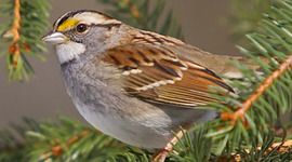 Timeline: (MR)Song of the Sparrow; Lisa Ann Sandell;394