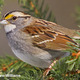 White throated sparrow 450