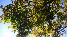 Timeline: PGCE assignments 2012-13