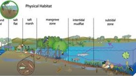 Timeline: Habitat
