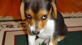 Timeline: The dog breaks the base at 10:00 pm