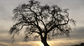 Timeline: La Historia de Jordin