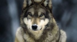 Timeline: Wolf Timeline