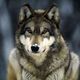 Grey wolf 565 600x450