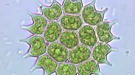 Timeline: Fites de la història de la Biologia