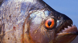 Timeline: Unit 24 Task 1