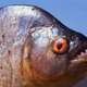 Piranha