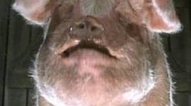 Timeline: Old Major Calls A Meeting At The Barn