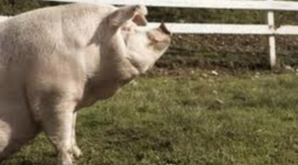 Timeline: snowballs life on the farm and reported crimes against the farm