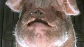 Timeline: major events