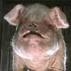 Animal farm