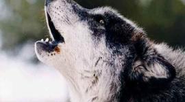 Timeline: White Fang Timeline