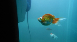 Timeline: Taak Natuurwetenschappen Wetenschappers