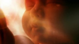 Timeline: Etapas de la Gestación