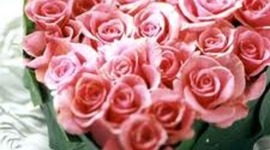 Timeline: Life as we Knew it By: Susan Beth Pfeffer