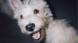 Timeline: History of Thanksgiving