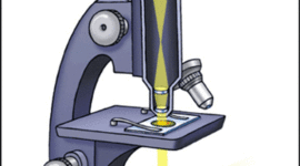 Timeline: Microscope Timeline