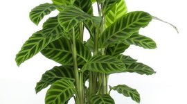 Timeline: PROCESO DE DESARROLO DE UNA PLANTA