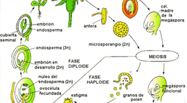 Timeline: EVOLUCION DE LAS PLANTAS