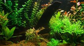 Timeline: EVOLUCION DE LAS PLANTAS