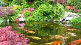 Timeline: Fishkeeping by Steven Page