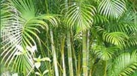 Timeline: evolucion palma areca