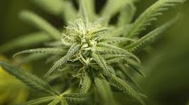 Timeline: La dépénalisation du cannabis dans le paysage politique français