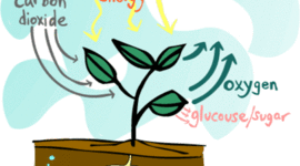 Timeline: Photosynthetic History