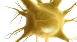 Timeline: The History of Stem Cells