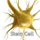 Stem cell
