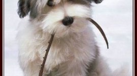 Timeline: MALTRATO ANIMAL