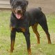 Rottweilerbear1year