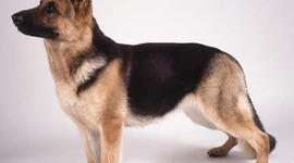 Timeline: SCOUT TIMELINE