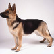 Real pic. ofgerman shepherd
