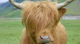 Timeline: Mia, Julie og Camilla