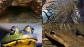 Timeline: Amphibians to Reptiles