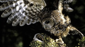 Timeline: Northern Spotted Owl